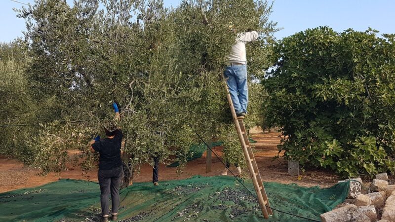 In calo in Puglia la forza lavoro nelle campagne con gli occupati che diminuiscono del -3,8%: manca manodopera per la raccolta delle olive, la denuncia della Coldiretti Puglia