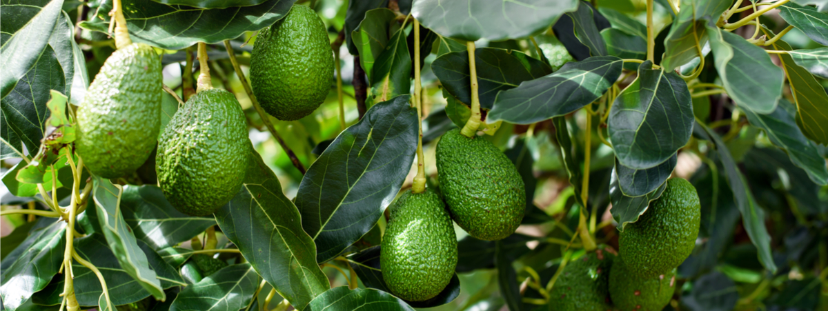 COLDIRETTI PUGLIA: PER SICCITÀ E TROPICALIZZAZIONE IMPENNATA DEI SUPERFRUTTI ESOTICI PUGLIESI DALL’ AVOCADO AL MANGO ALLE BACCHE DI ARONIA