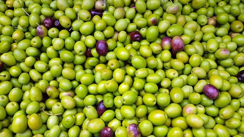 OLIO: BASTA OLIVE DI CARTA IN MAGAZZINI FANTASMA; ORA SEI ORE PER OBBLIGO REGISTRAZIONE CONSEGNE ANCHE PER INTERMEDIARI, SODDISFAZIONE DI COLDIRETTI PUGLIA