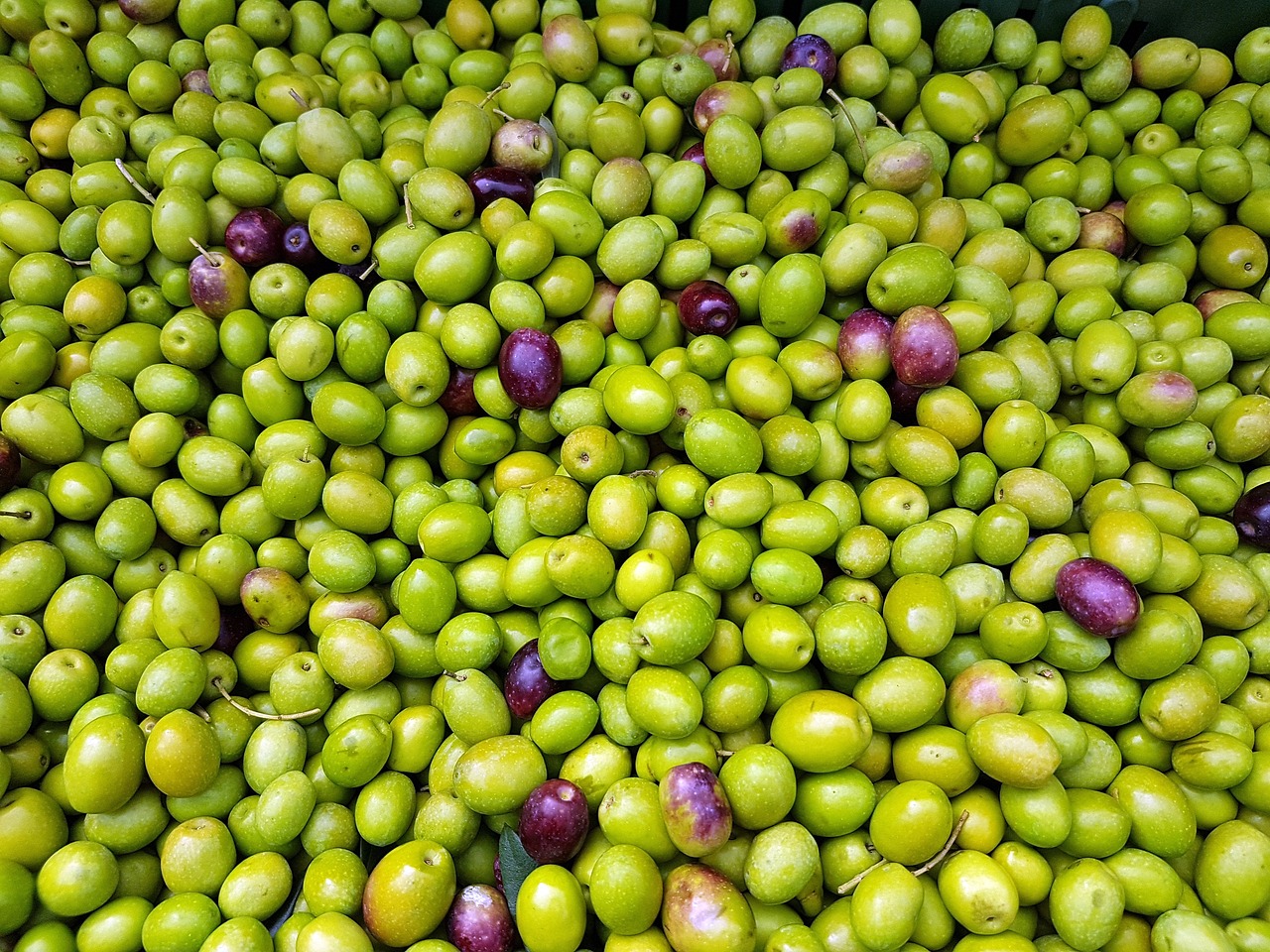 OLIO: BASTA OLIVE DI CARTA IN MAGAZZINI FANTASMA; ORA SEI ORE PER OBBLIGO REGISTRAZIONE CONSEGNE ANCHE PER INTERMEDIARI, SODDISFAZIONE DI COLDIRETTI PUGLIA