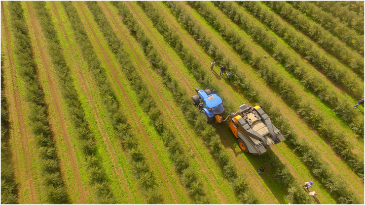 OLIVETI AD ALTA DENSITA’:  PROVA DIMOSTRATIVA DI RACCOLTA IN CAMPO il 30 ottobre 2017 a Cerignola