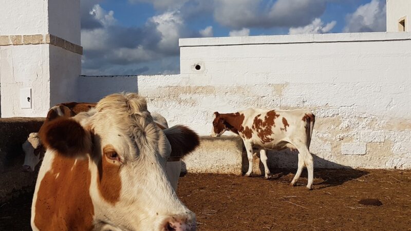 Cia Puglia: l’export vola, ma i produttori sono a terra