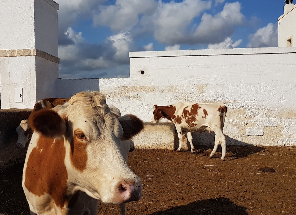 Cia Puglia: l’export vola, ma i produttori sono a terra