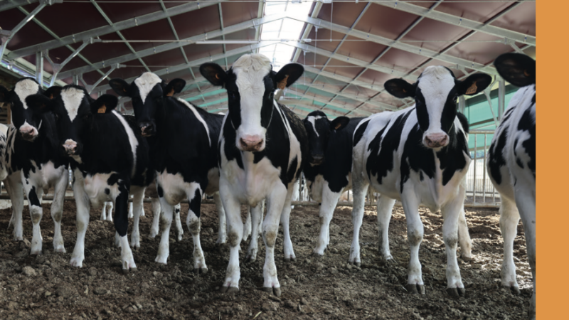 Emergenza comparto zootecnico: il Parco Nazionale del Gargano chiede al Ministero dell’Ambiente e della Sicurezza Energetica un contributo straordinario per gli allevatori