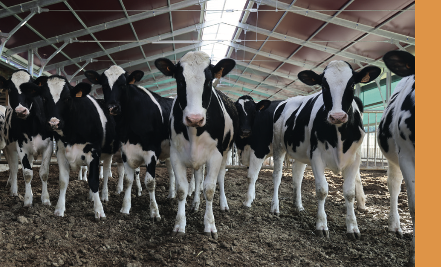 Emergenza comparto zootecnico: il Parco Nazionale del Gargano chiede al Ministero dell’Ambiente e della Sicurezza Energetica un contributo straordinario per gli allevatori