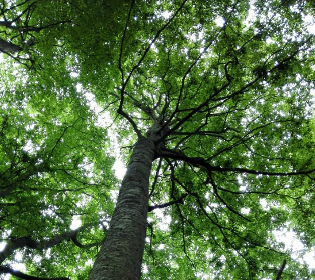 Il 7 luglio 2019 il secondo compleanno del riconoscimento UNESCO:  Foresta Umbra, banca di carbonio