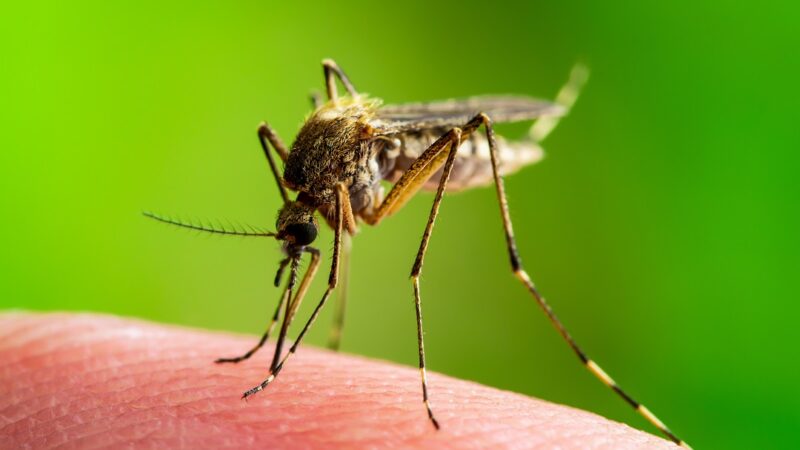 ASL FG: primo caso confermato di Febbre del Nilo Occidentale in Capitanata su un cavallo ricoverato in un maneggio in località Siponto nel Comune di Manfredonia