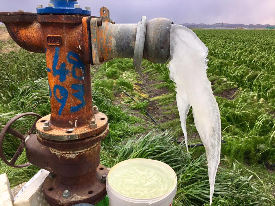 GELATE 2018, ISTRUTTORIE SBLOCCATE IN CAPITANATA, IL COMMENTO DELLA CIA PUGLIA