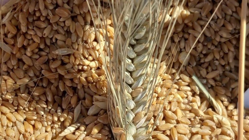Grano duro, dal 2022 meno 44% per il prezzo al produttore. Cia Puglia: urge cambio di rotta