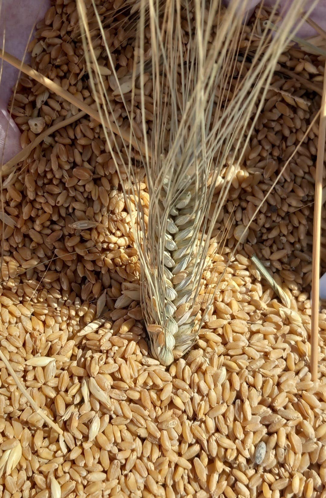 Grano duro, dal 2022 meno 44% per il prezzo al produttore. Cia Puglia: urge cambio di rotta