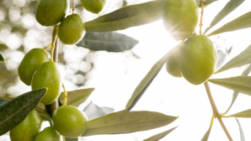 Peranzana, Provenzale e Leccino dell’Alto Tavoliere a Trieste per Olio Capitale