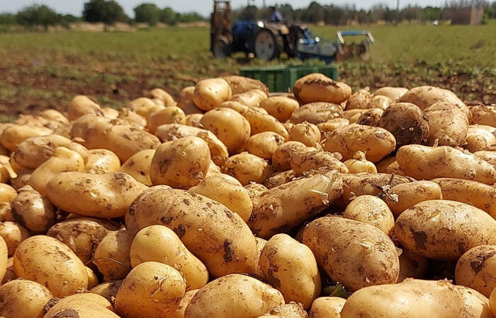 COLDIRETTI: LE PATATE PRODOTTE IN PUGLIA SONO SOTTO ATTACCO DI TAROCCHI ESTERI E CLIMA,OCCORRE MAGGIORE TUTELA