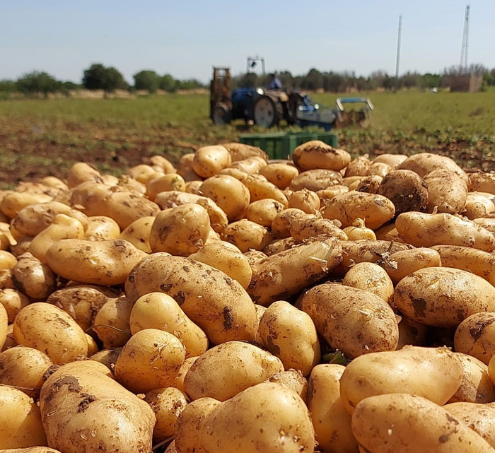 COLDIRETTI: LE PATATE PRODOTTE IN PUGLIA SONO SOTTO ATTACCO DI TAROCCHI ESTERI E CLIMA,OCCORRE MAGGIORE TUTELA