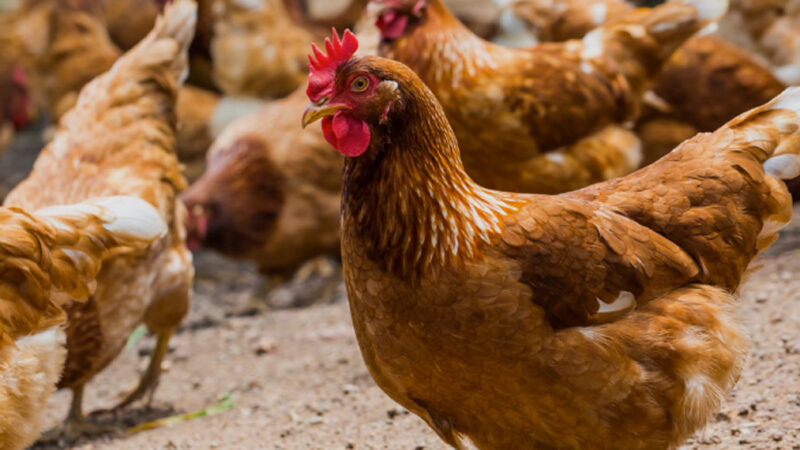 AGRICOLTURA: LE MISURE DI SOSTEGNO AL SETTORE AVICOLO E LATTIERO-CASEARIO