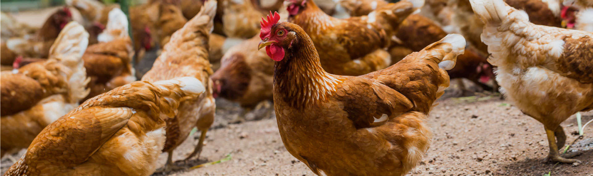 AGRICOLTURA: LE MISURE DI SOSTEGNO AL SETTORE AVICOLO E LATTIERO-CASEARIO