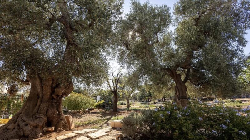 EPIFANIA 2025 : CON IL BEL TEMPO GITE FUORI PORTA E QUATTROMILA A TAVOLA IN AGRITURISMO IN TUTTA LA PUGLIA