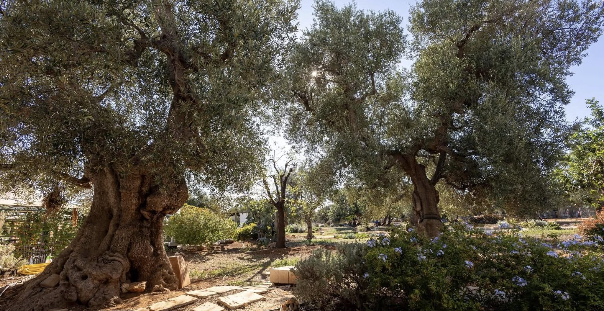 EPIFANIA 2025 : CON IL BEL TEMPO GITE FUORI PORTA E QUATTROMILA A TAVOLA IN AGRITURISMO IN TUTTA LA PUGLIA