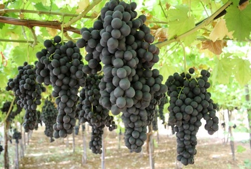 SICCITÀ, COLDIRETTI PUGLIA CHIEDE DI ACCELERARE ITER STATO CALAMITÀ; CROLLO PRODUZIONE OLTRE 60% DA GRANO E VENDEMMIA